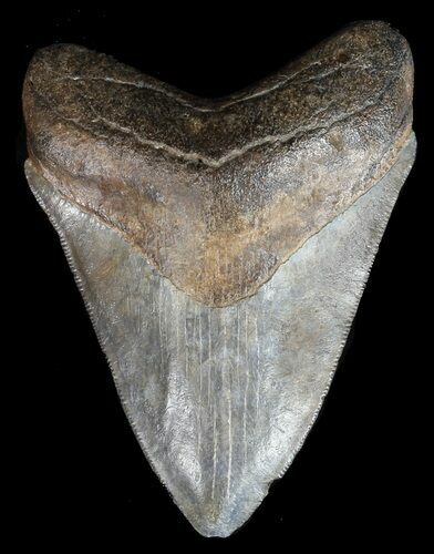 Serrated, Fossil Megalodon Tooth - Georgia #45113